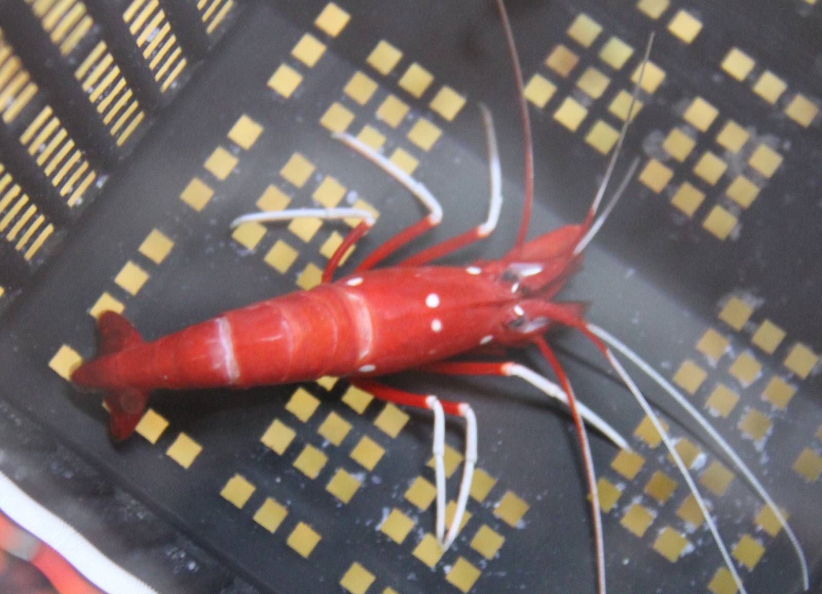 Blood red shrimp