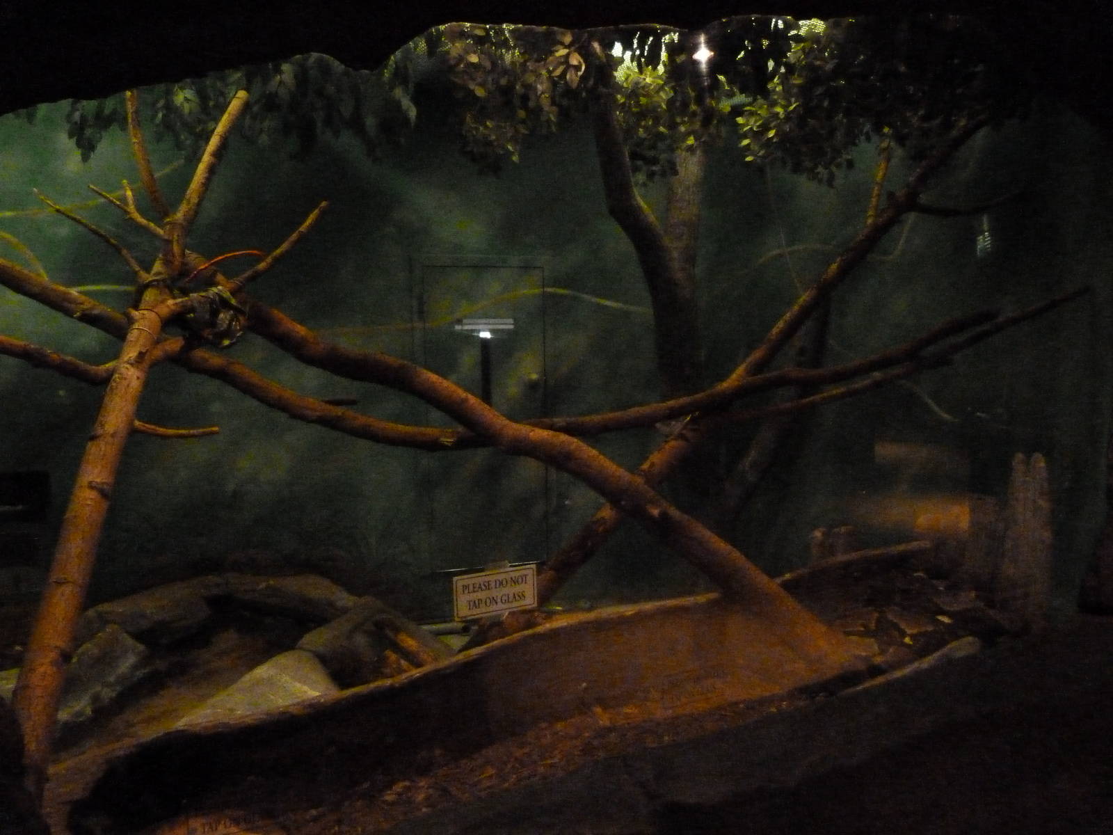 Blood & Reticulated Python Exhibit