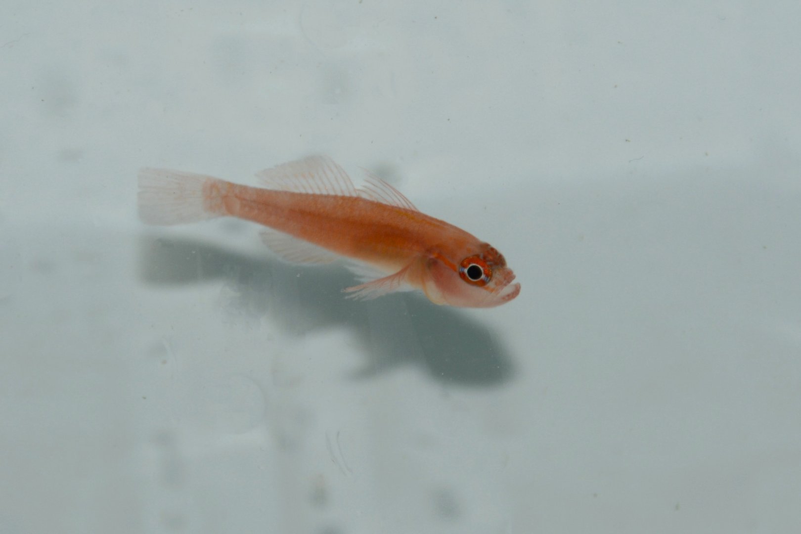 Blood-spot pygmygoby (Trimma haimassum)
