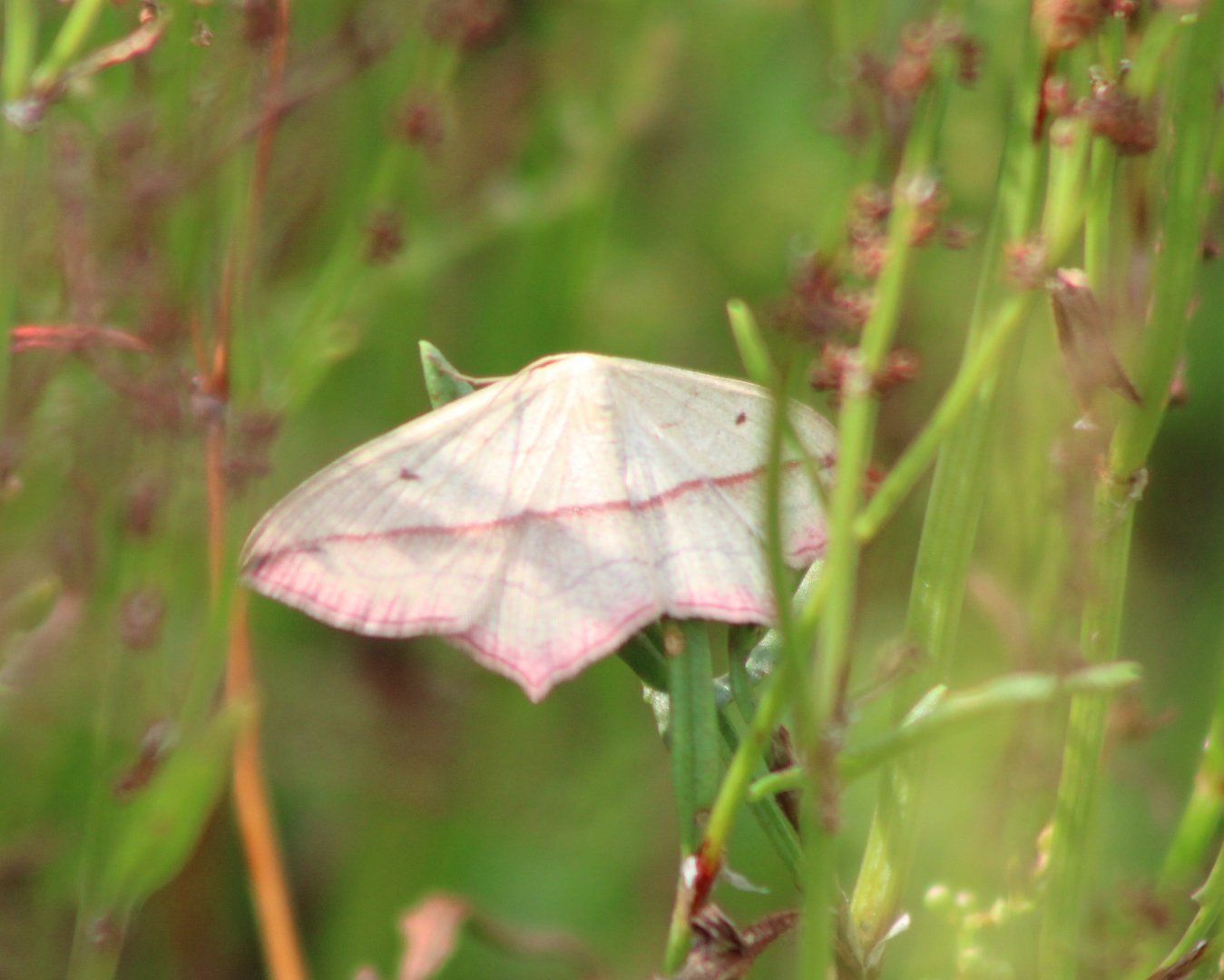 Blood-vein - Timandra comae