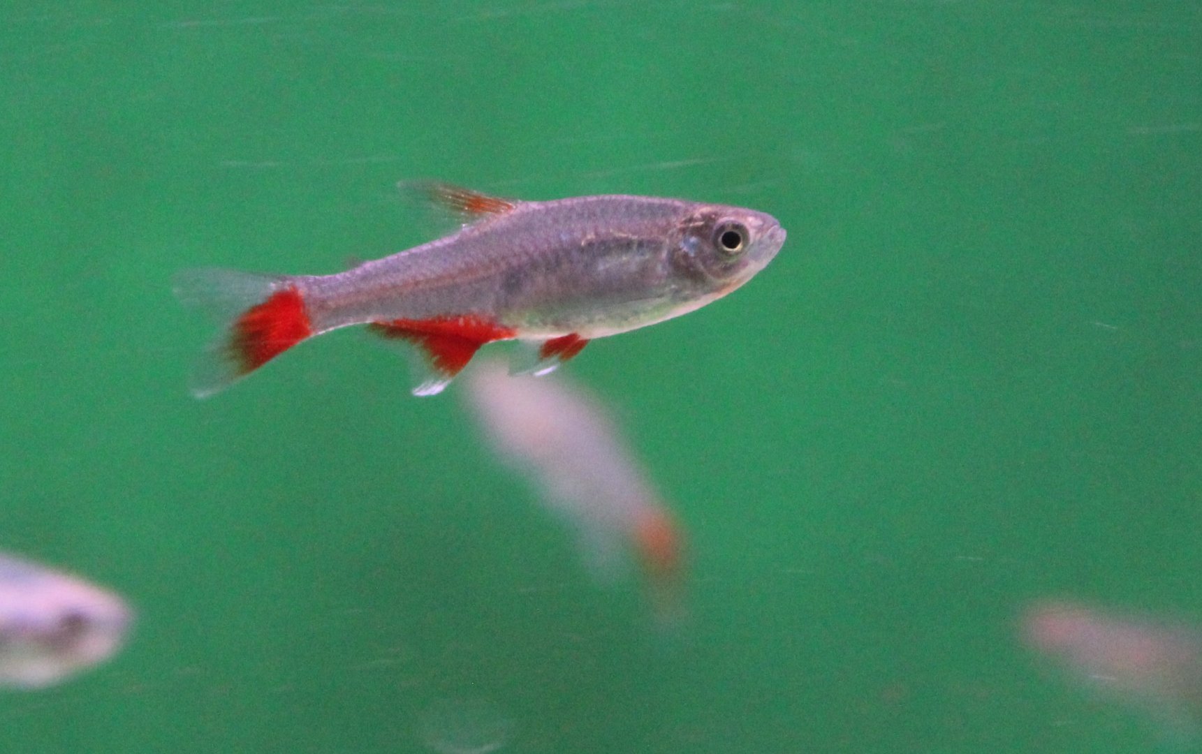 Bloodfin tetra - Aphyocharax anisitsi