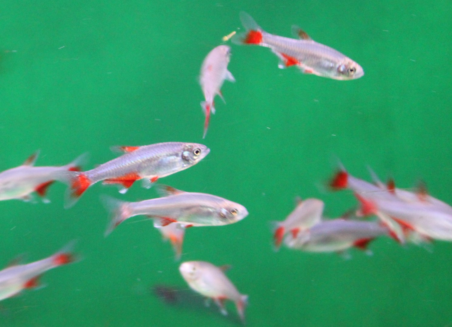 Bloodfin tetras - Aphyocharax anisitsi