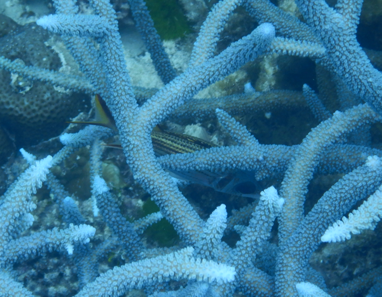 Bloodspot Squirrelfish
