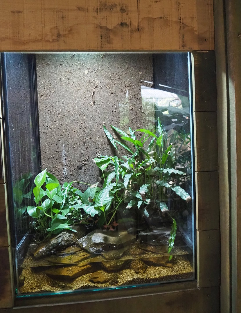 Bloody Bay poison frog exhibit, 2022-10-09