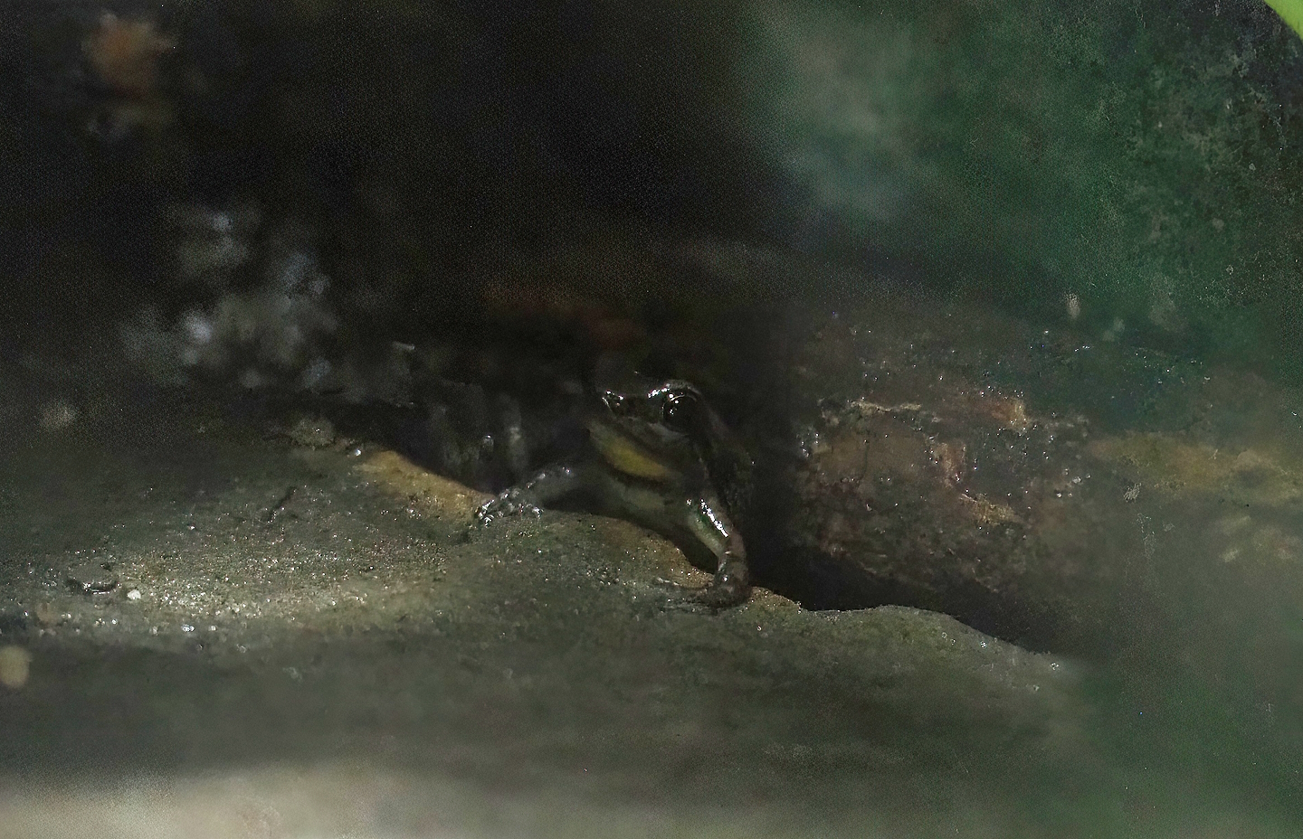 Bloody Bay poison frog (Mannophryne olmonae), 2022-10-09