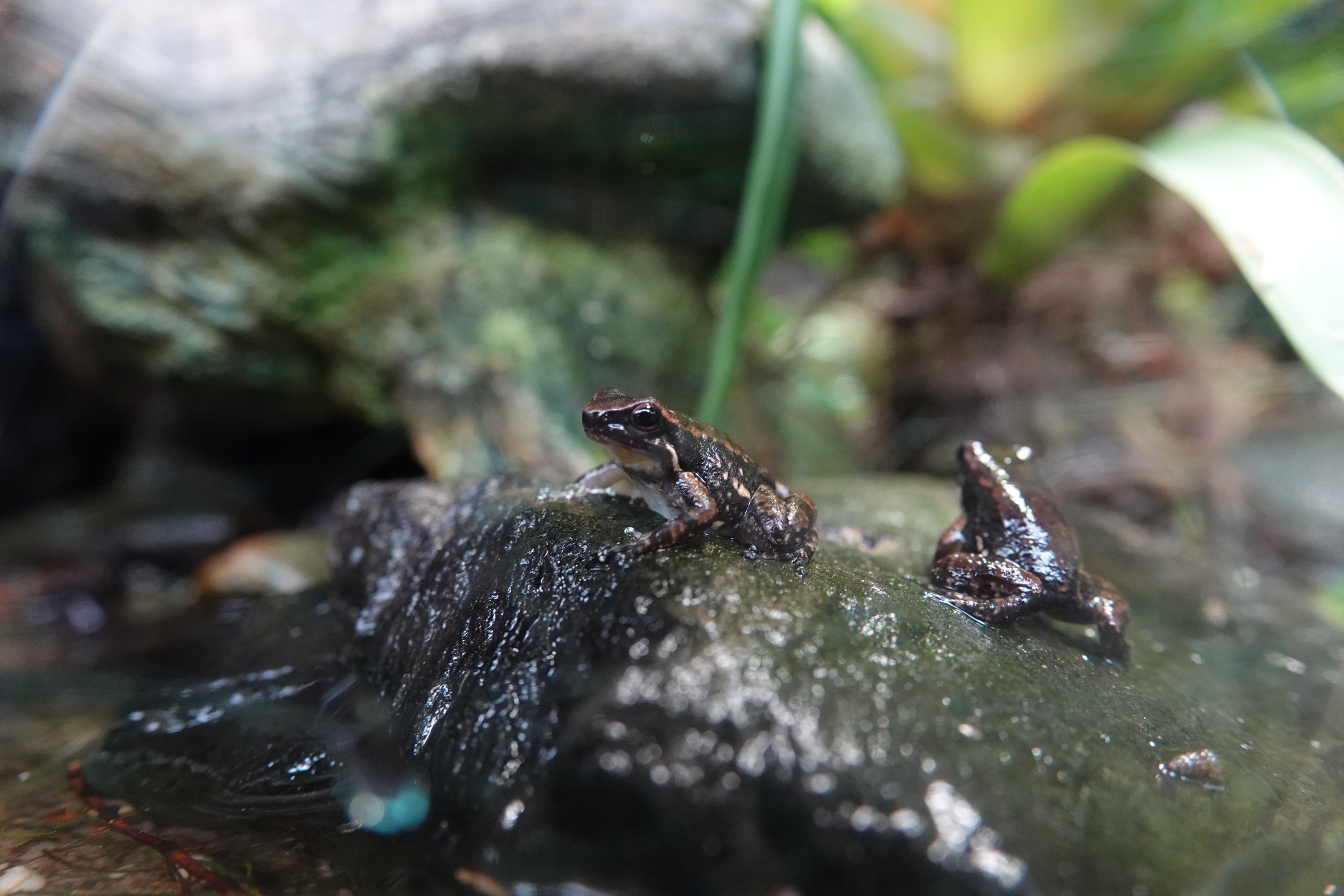 Bloody Bay poison frog
