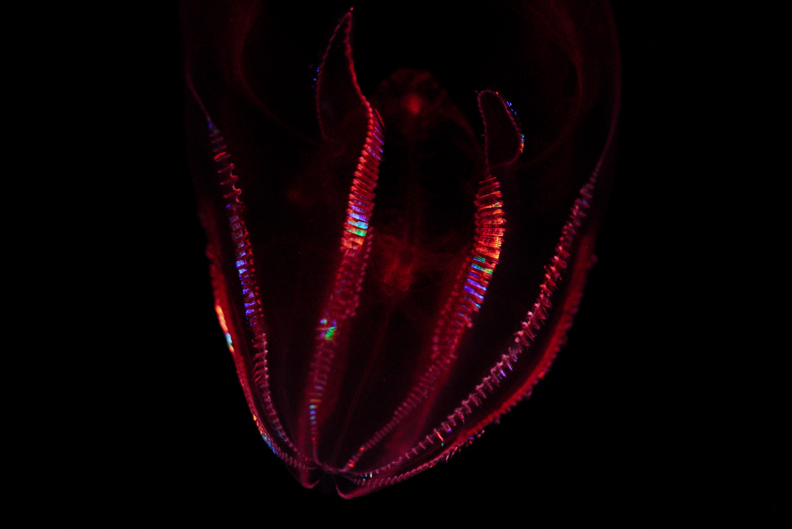 Bloody-Belly Comb Jelly // Into the Deep