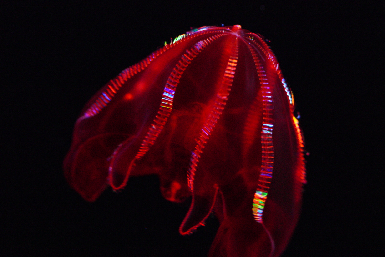 Bloody Belly Comb Jelly (Lampocteis Cruentiventer)