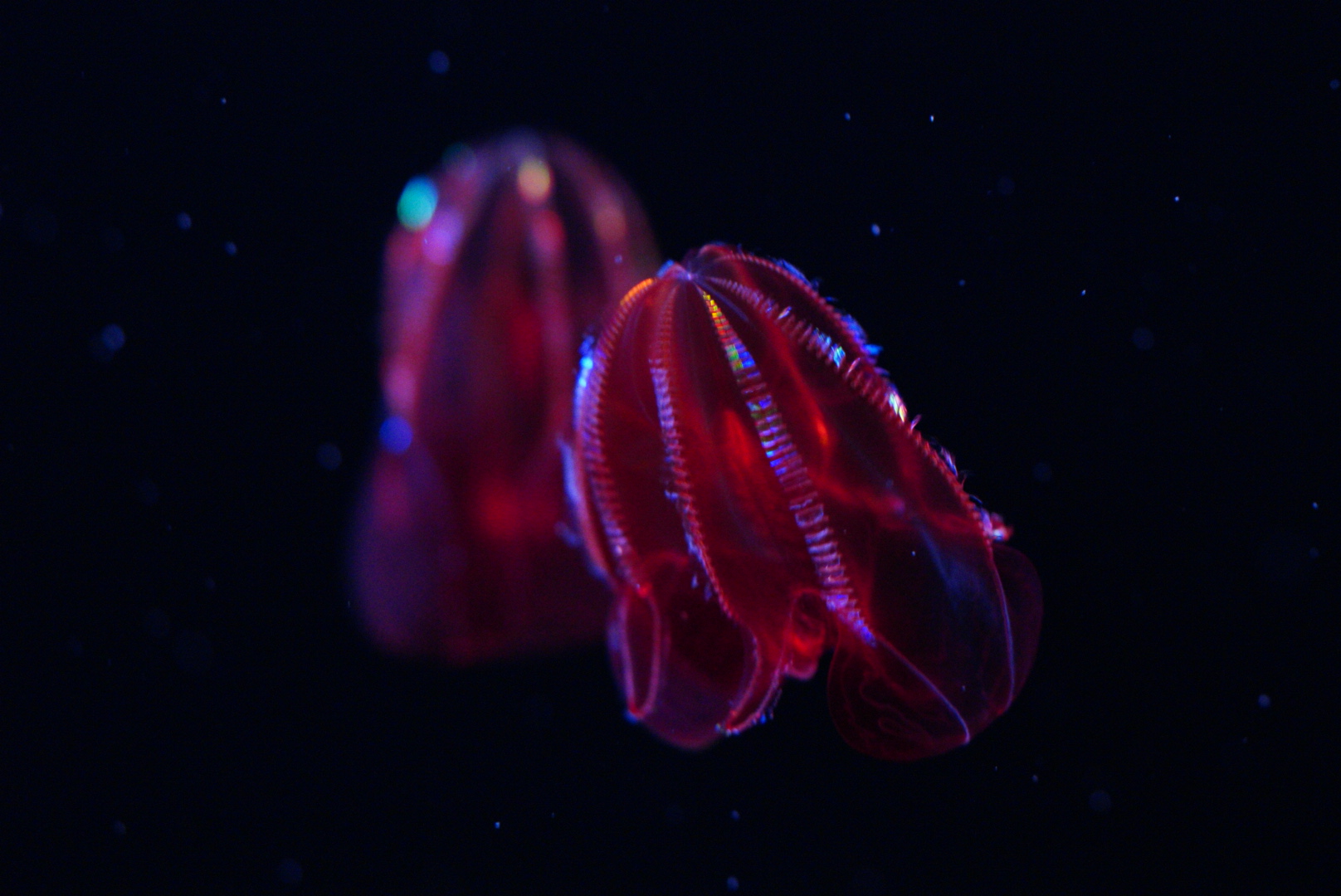 Bloody Belly Comb Jelly (Lampocteis Cruentiventer)