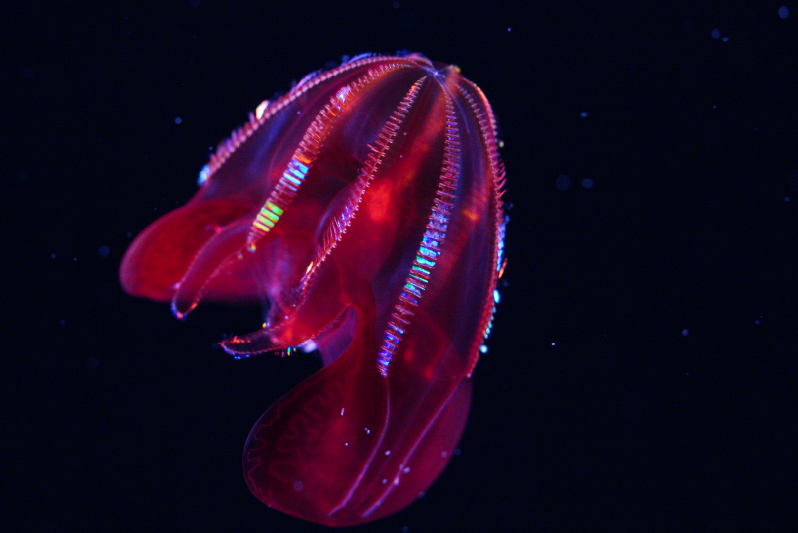 Bloody Belly Comb Jelly (Lampocteis Cruentiventer)
