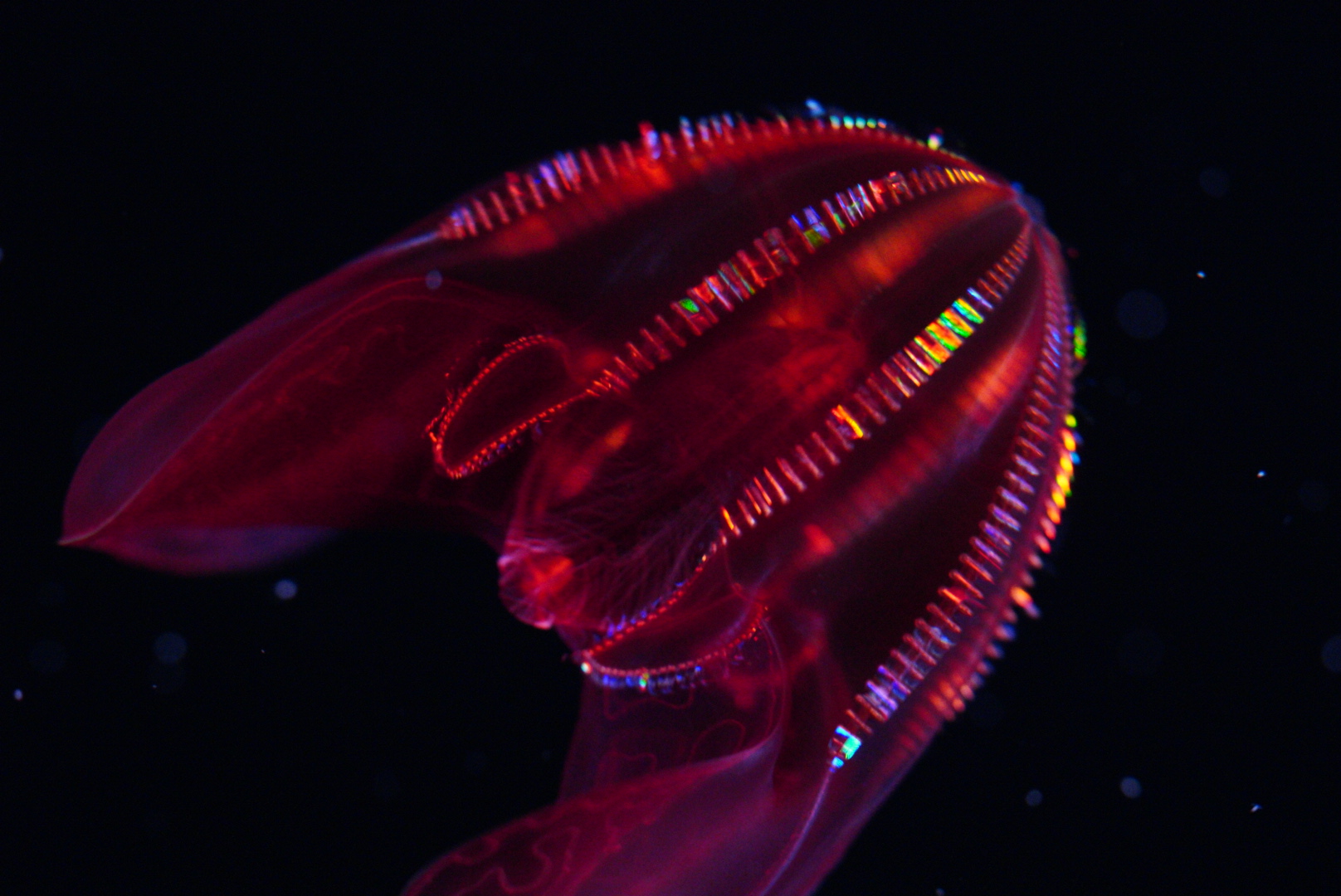 Bloody Belly Comb Jelly (Lampocteis Cruentiventer)