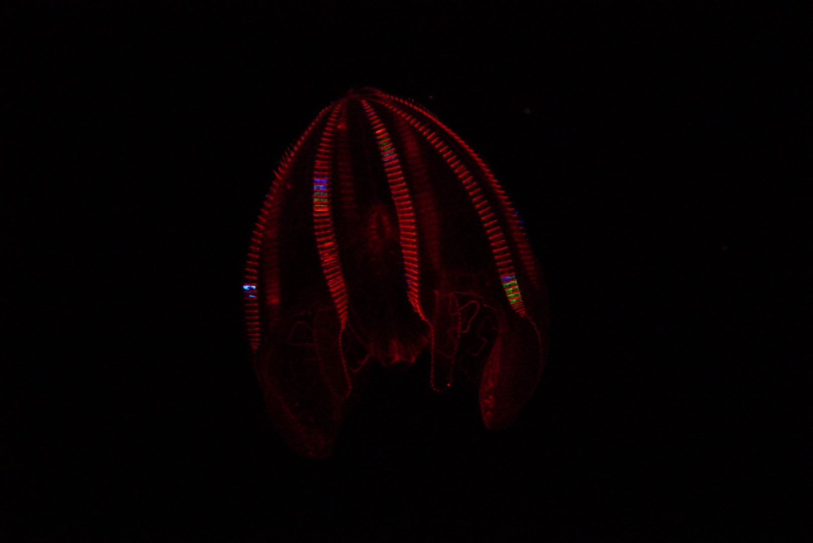 Bloody Belly Comb Jelly (Lampocteis Cruentiventer)