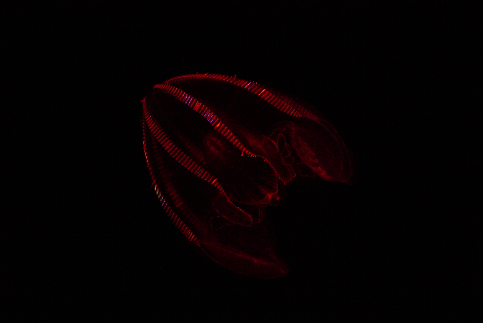 Bloody Belly Comb Jelly (Lampocteis Cruentiventer)