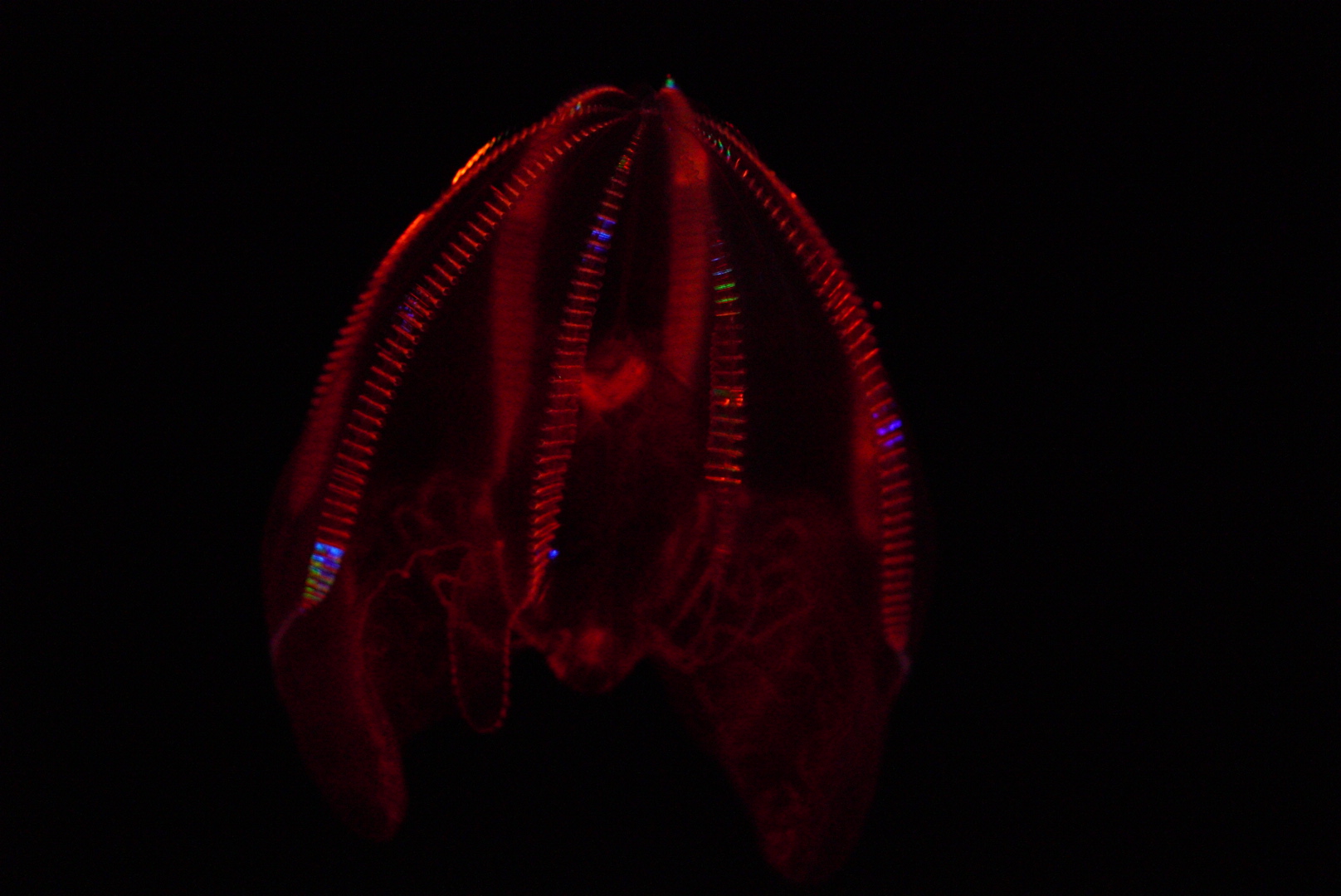 Bloody Belly Comb Jelly (Lampocteis Cruentiventer)