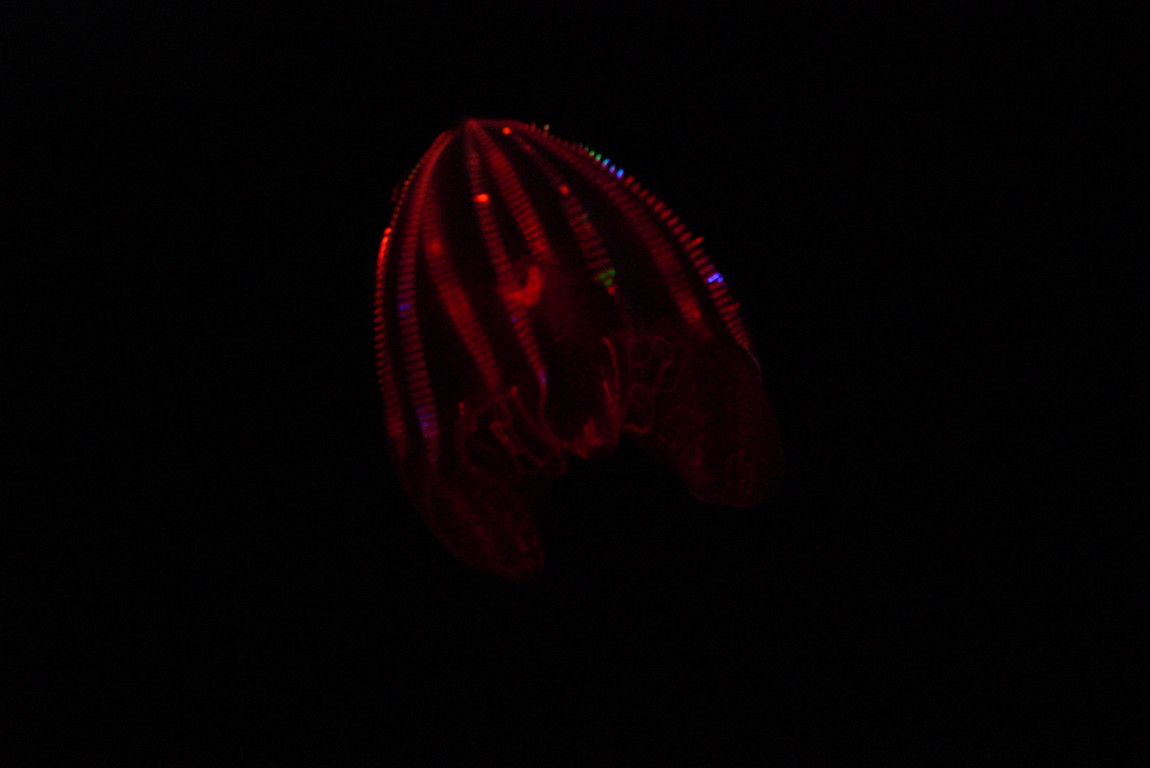 Bloody Belly Comb Jelly (Lampocteis Cruentiventer)
