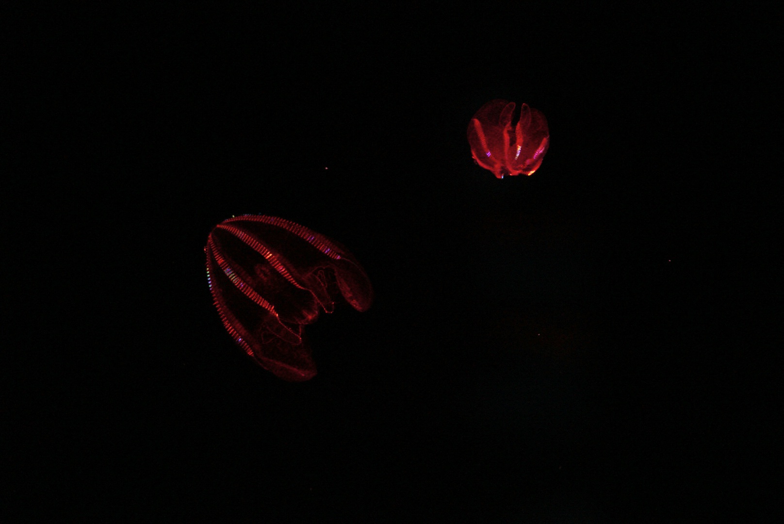 Bloody Belly Comb Jelly (Lampocteis Cruentiventer)