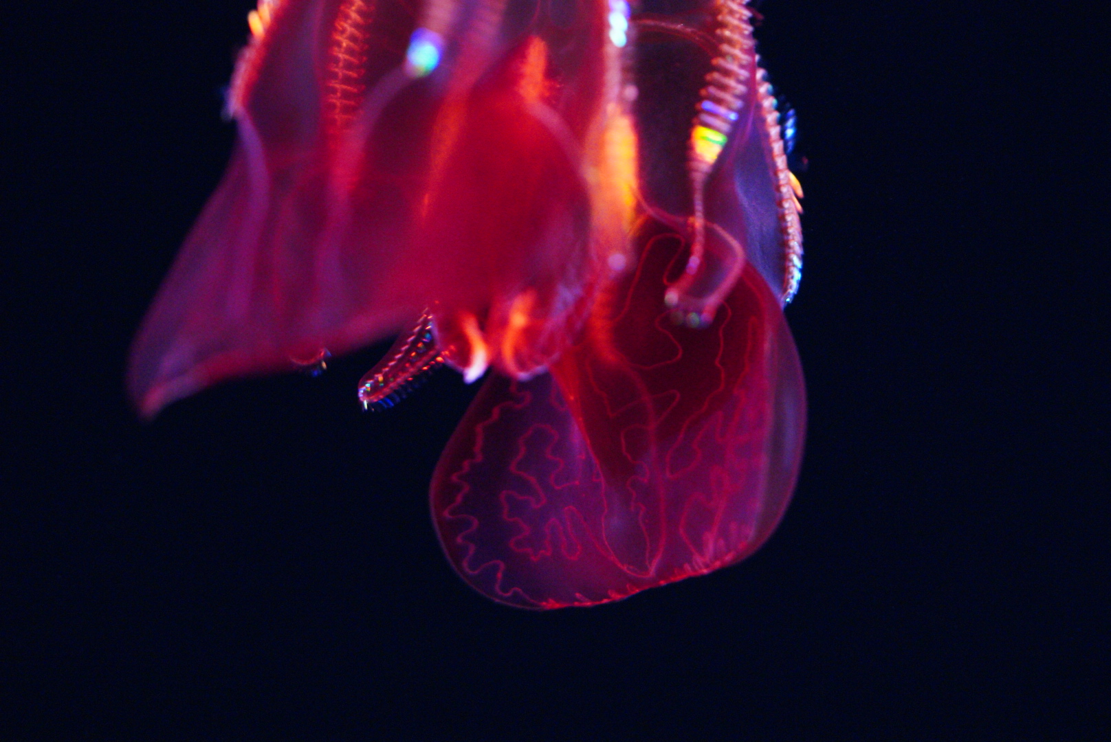 Bloody Belly Comb Jelly Lobes (Lampocteis Cruentiventer)