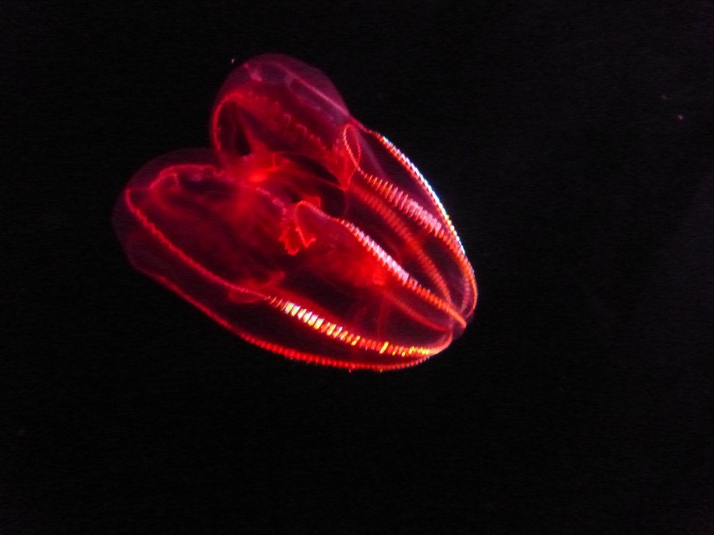 Bloody belly comb jelly