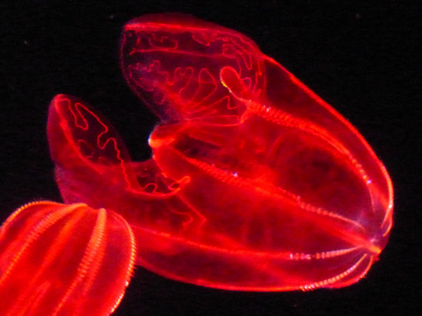 Bloody belly comb jelly