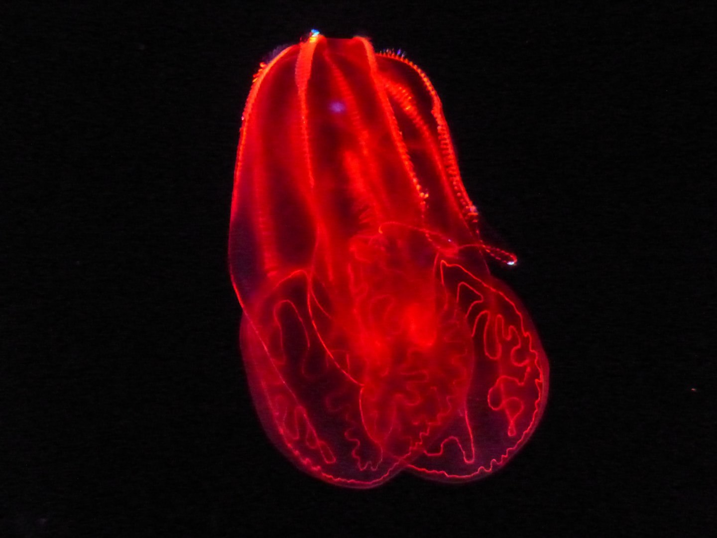 Bloody belly comb jelly
