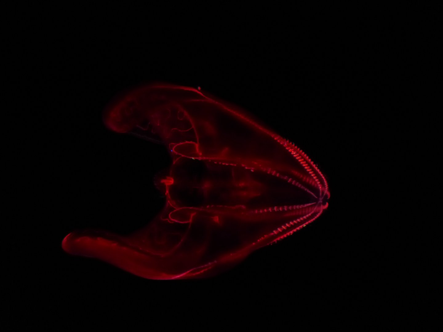 Bloody belly comb jelly
