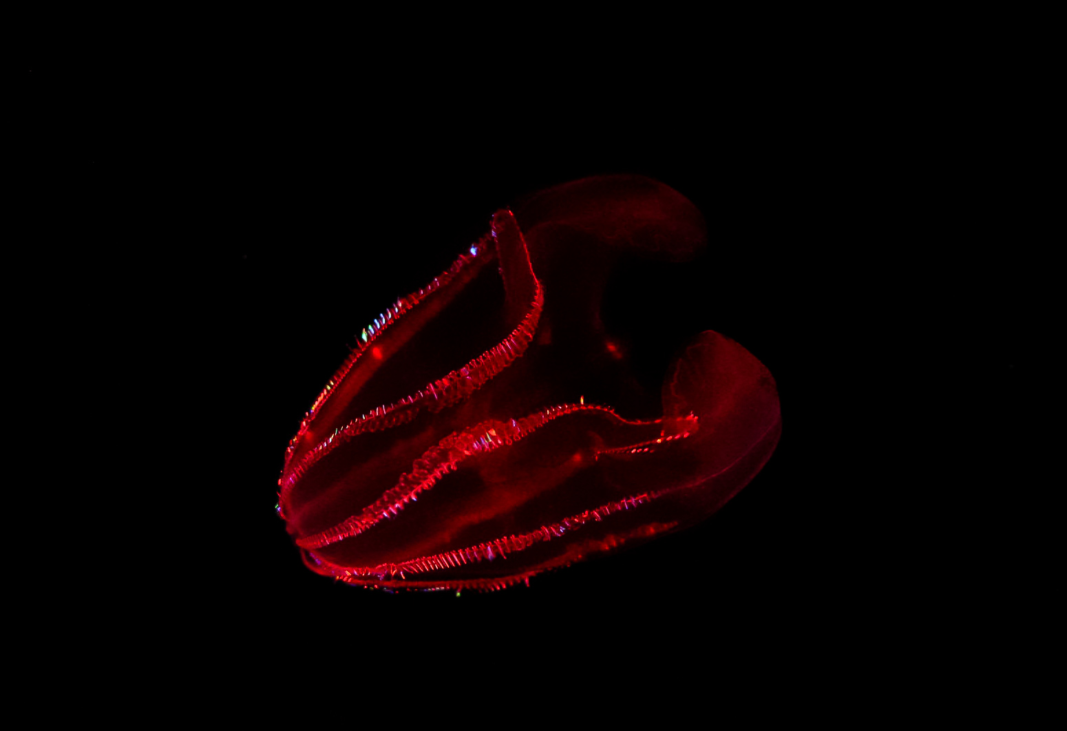 Bloody Belly Comb Jelly