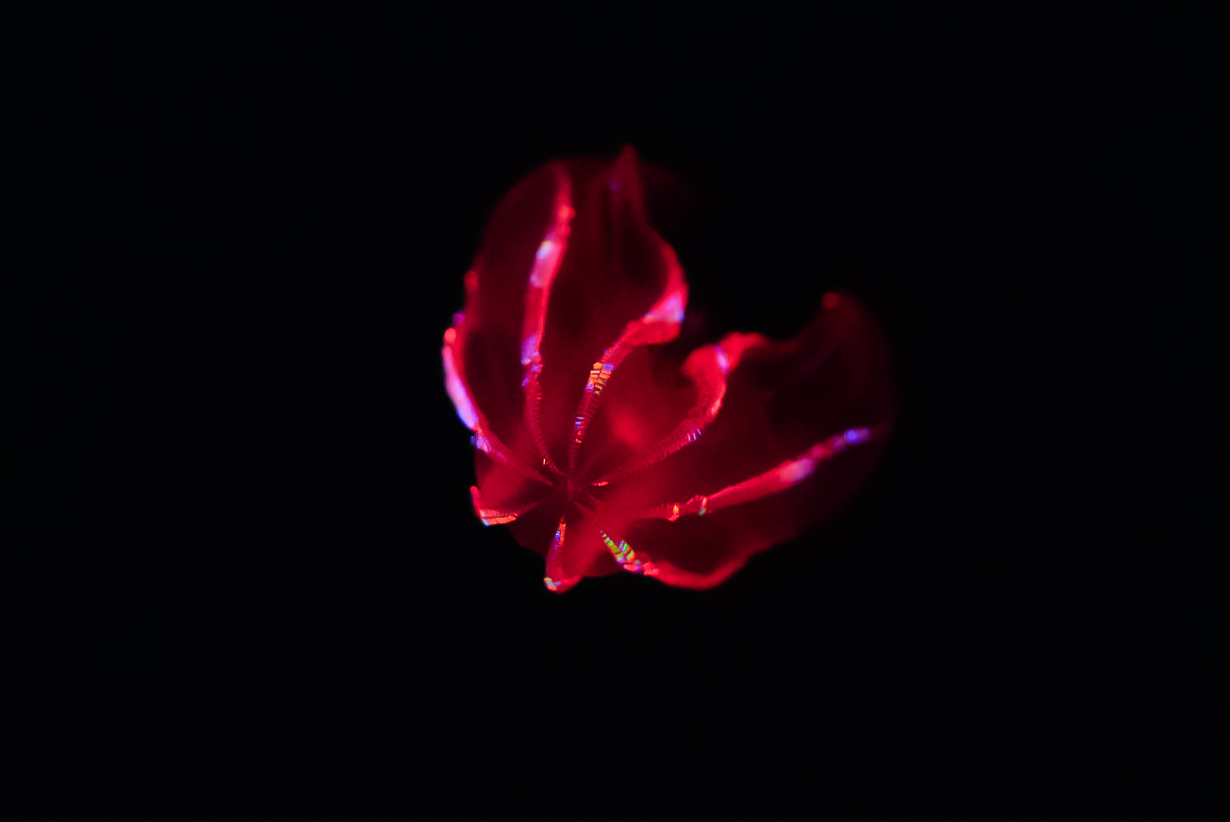 Bloody-Belly Comb Jelly