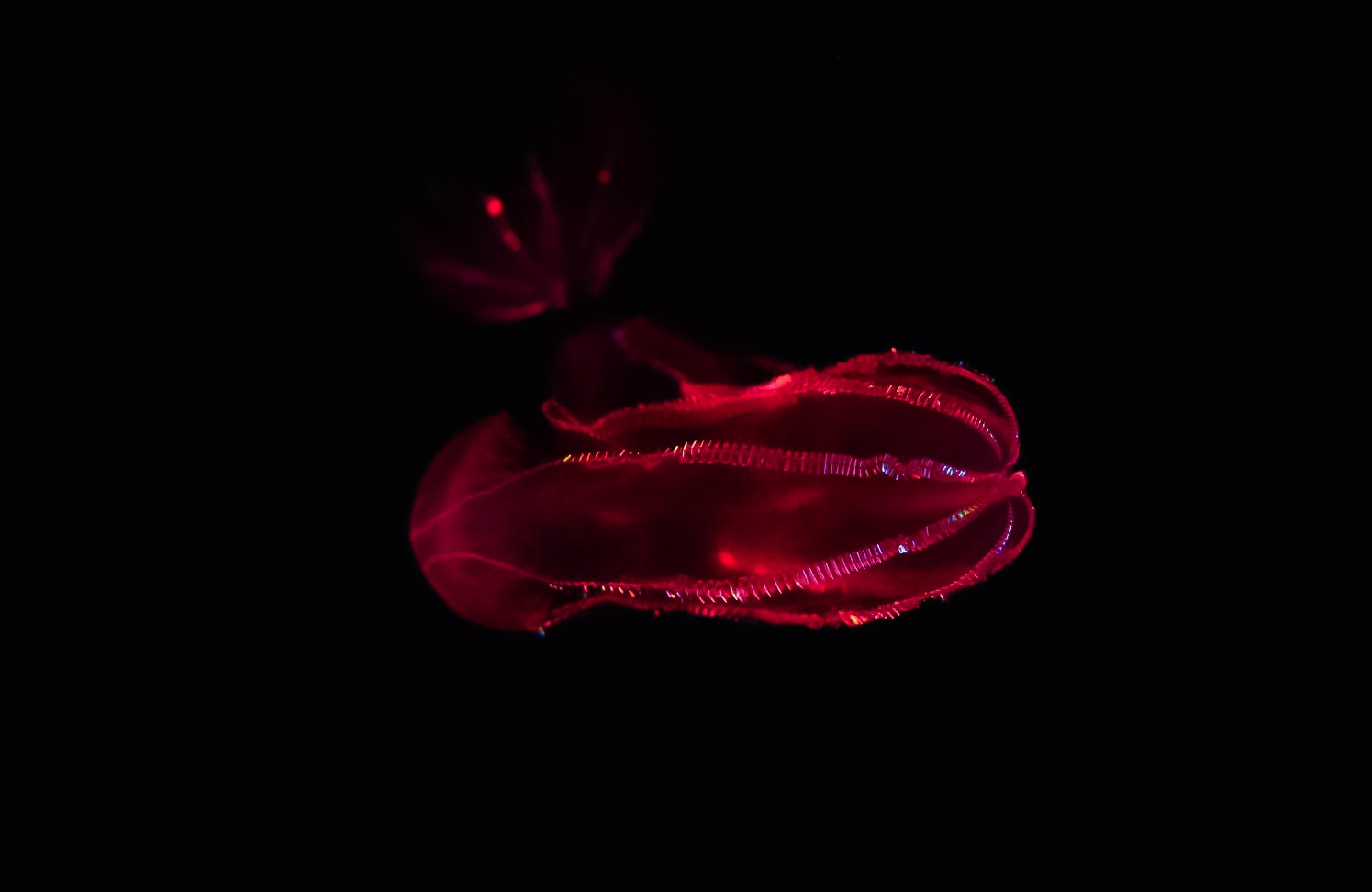 Bloody-Belly Comb Jelly