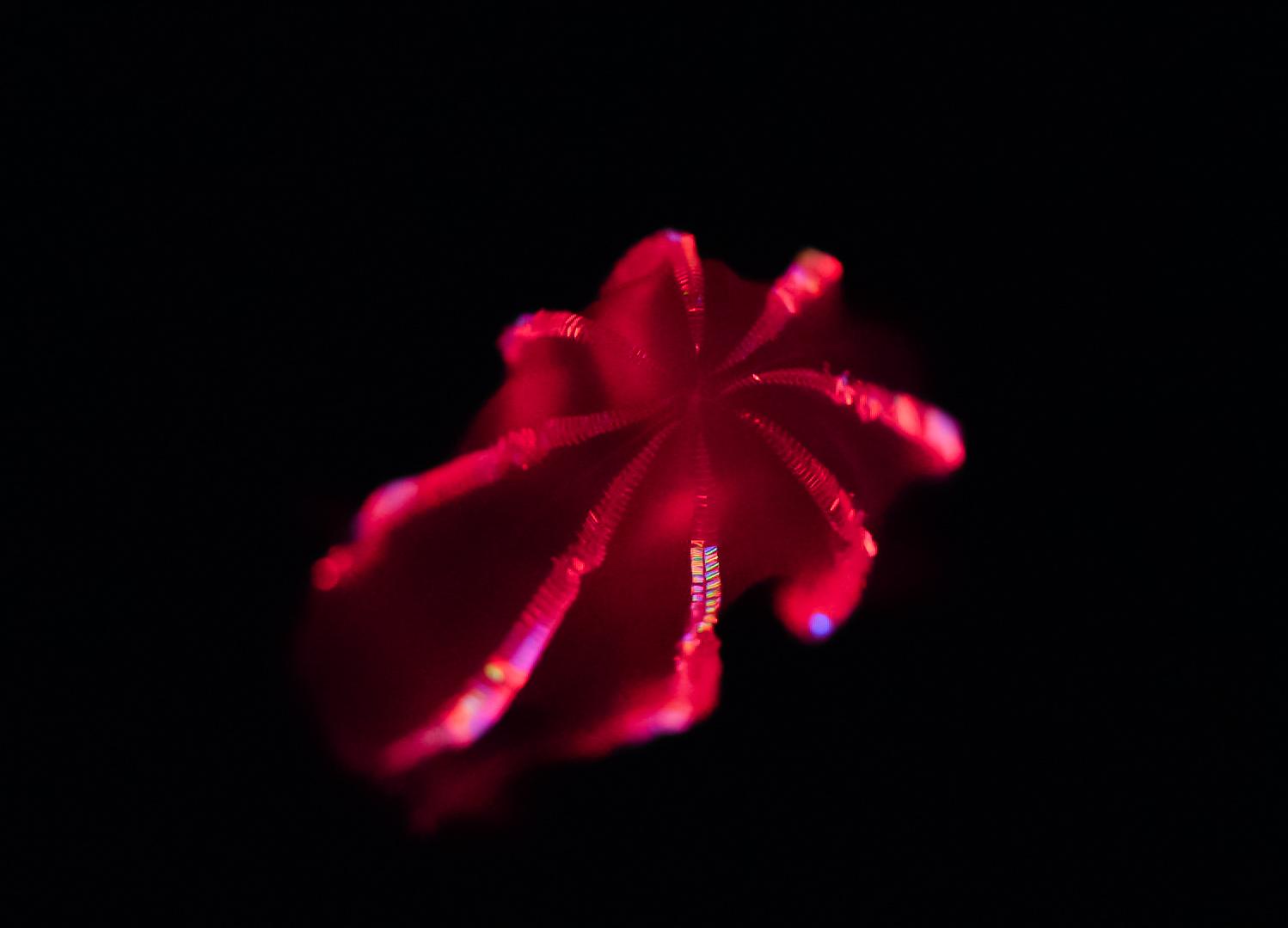 Bloody-Belly Comb Jelly