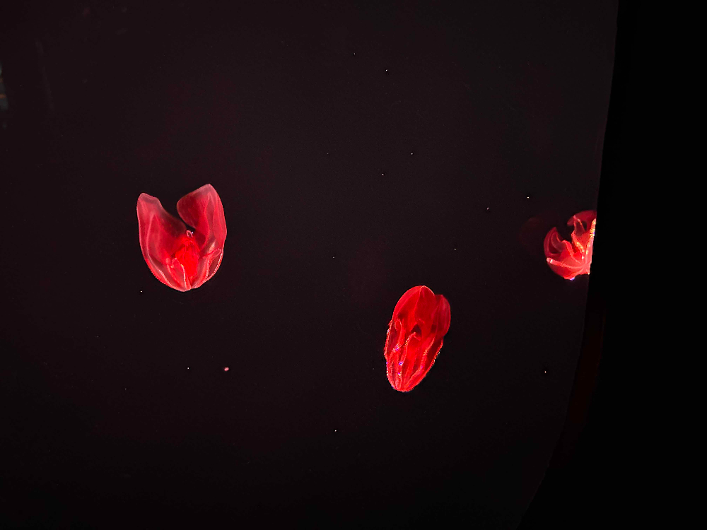 Bloodybelly comb jellies, Lampocteis cruentiventer