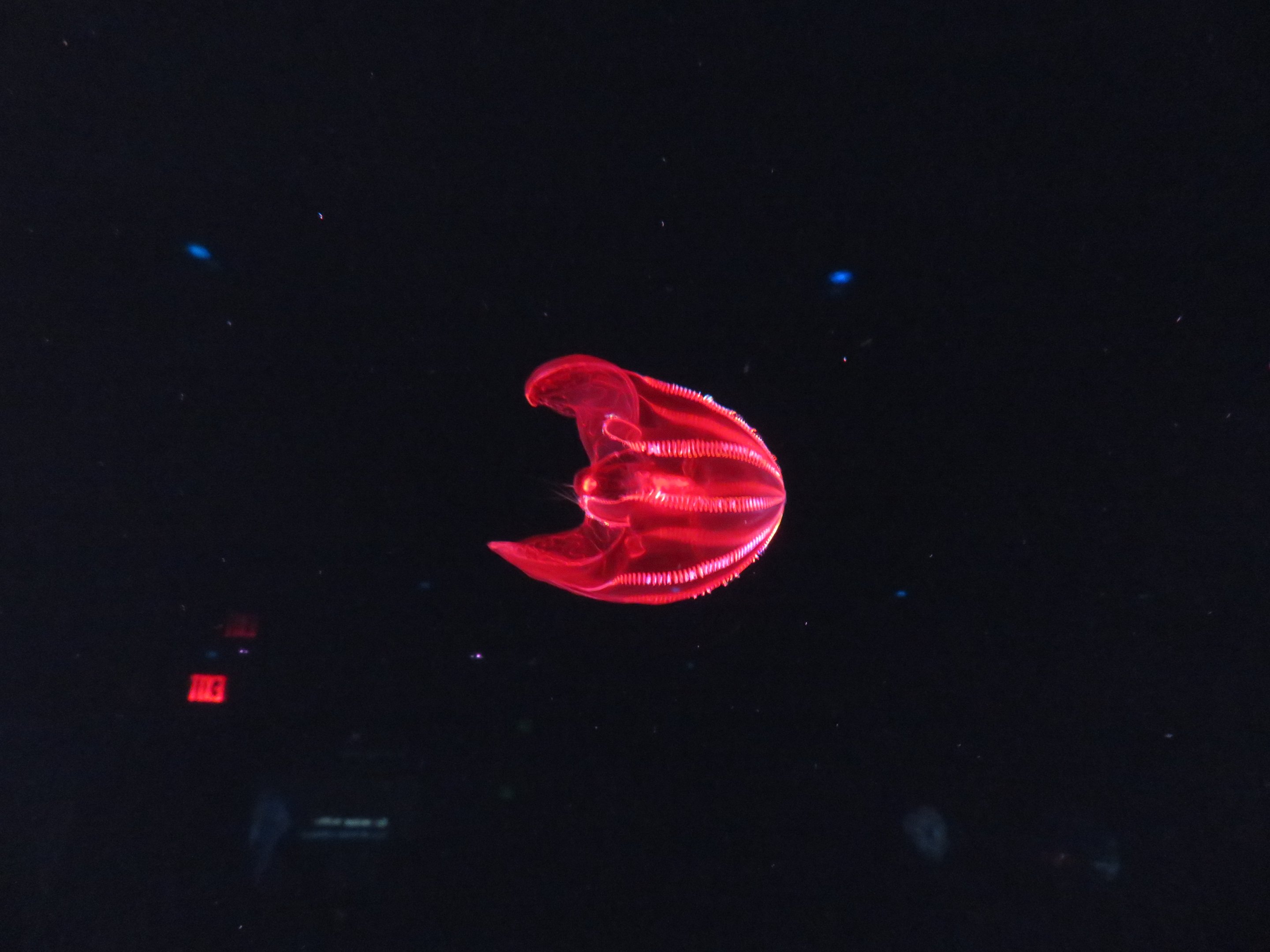 Bloodybelly Comb Jelly