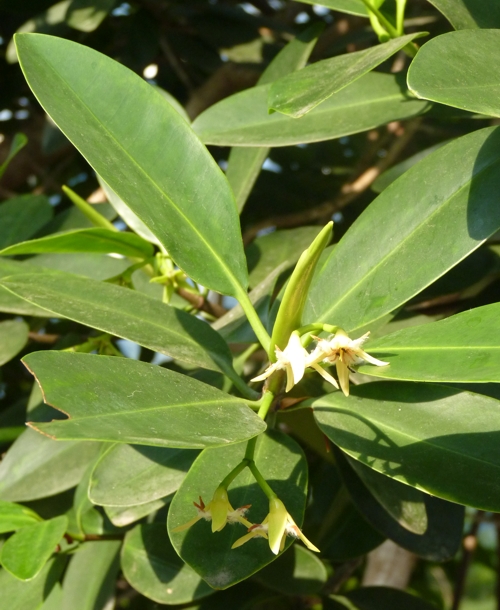 Blooming mangrove, ID please?