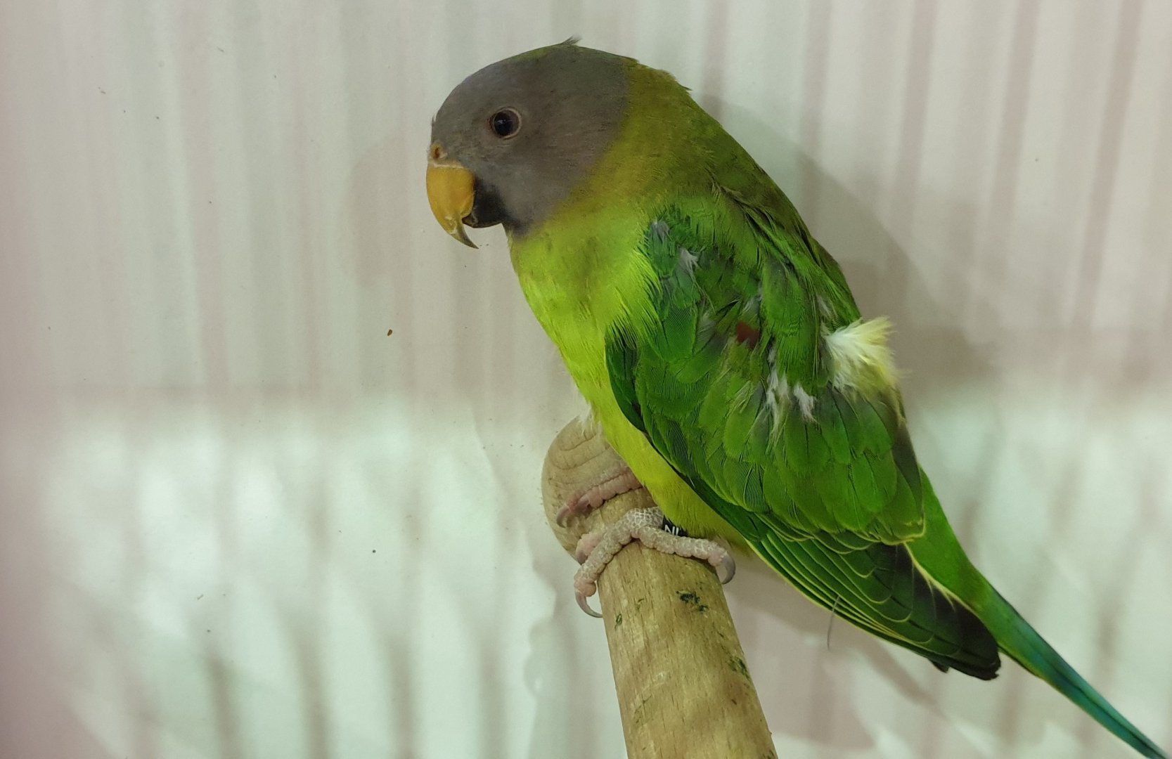 Blossom-headed parakeet