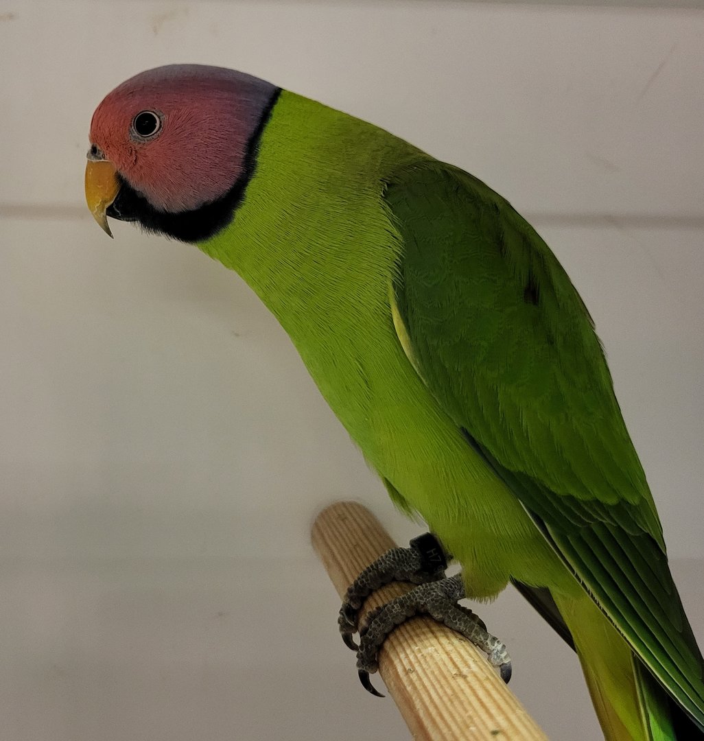 Blossom-headed parakeet