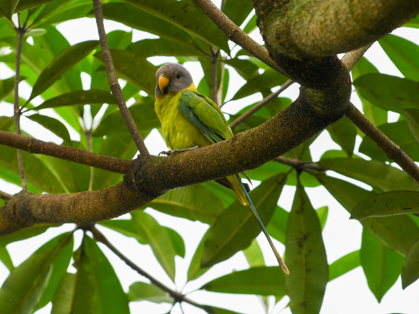 Blossom-headed Parakeet
