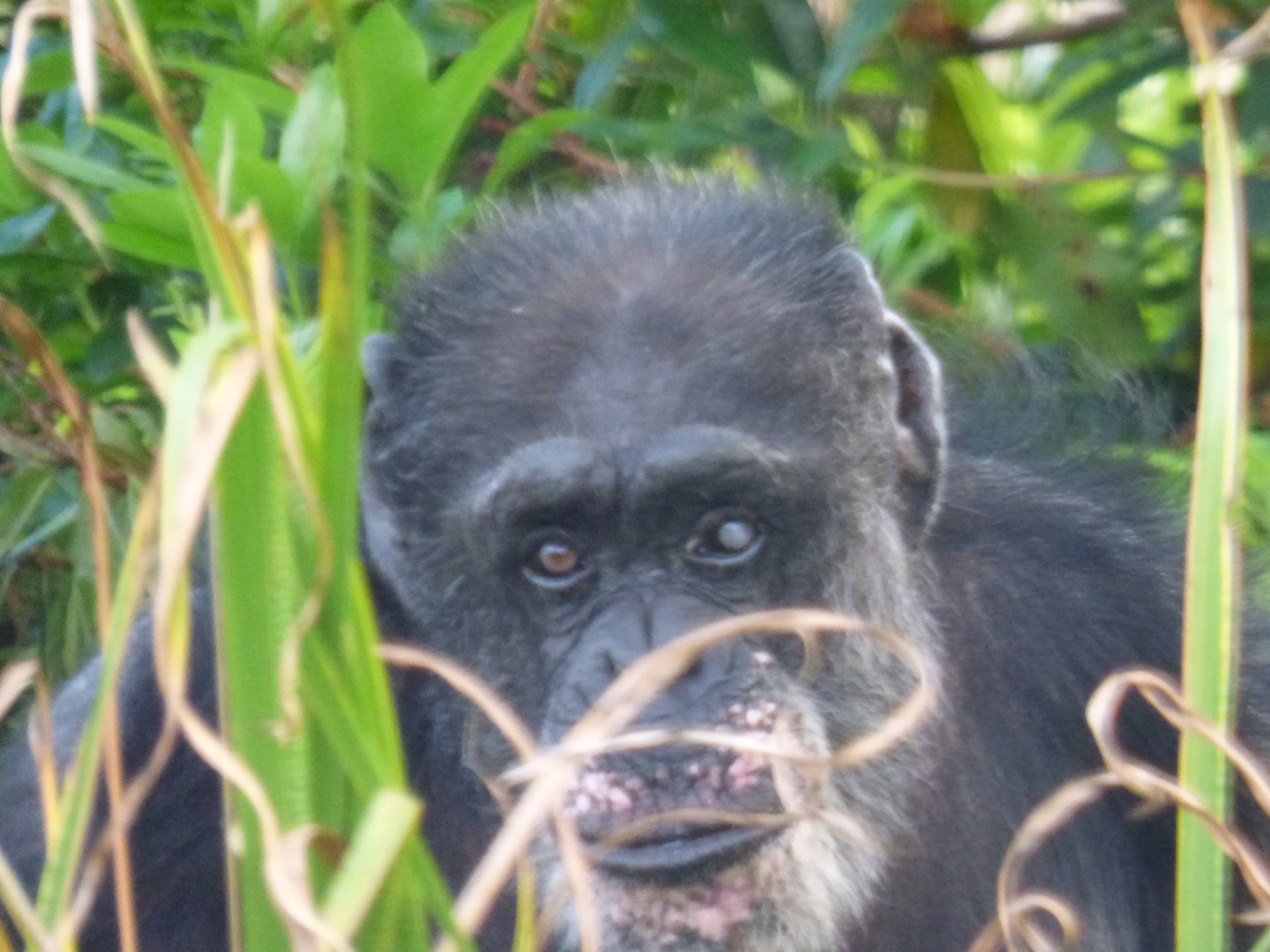 Blossom the Chimpanzee