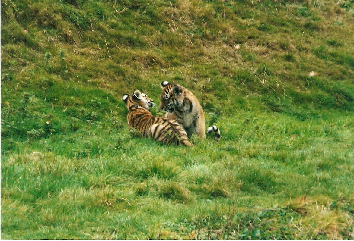 Blotch and Stripe the amur tiger cubs at Dartmoor Wildlife Park, 4 October