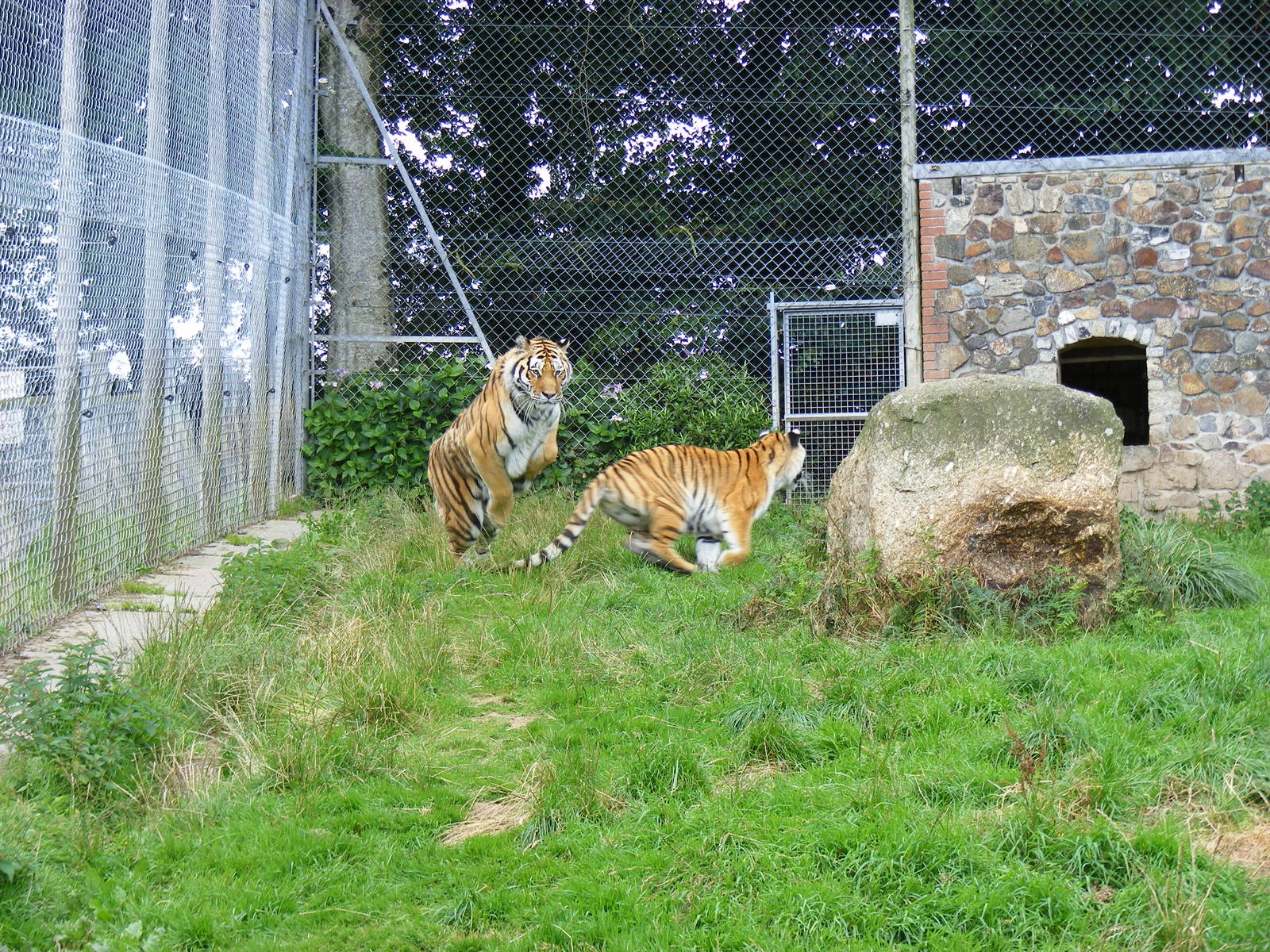 Blotch and Stripe the amur tigers at Dartmoor Zoo, 31 July 2009