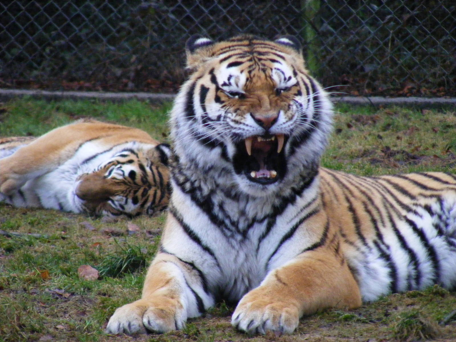Blotch/Stripe and Vlad the Amur tigers at Dartmoor Zoo, 30 December 2010