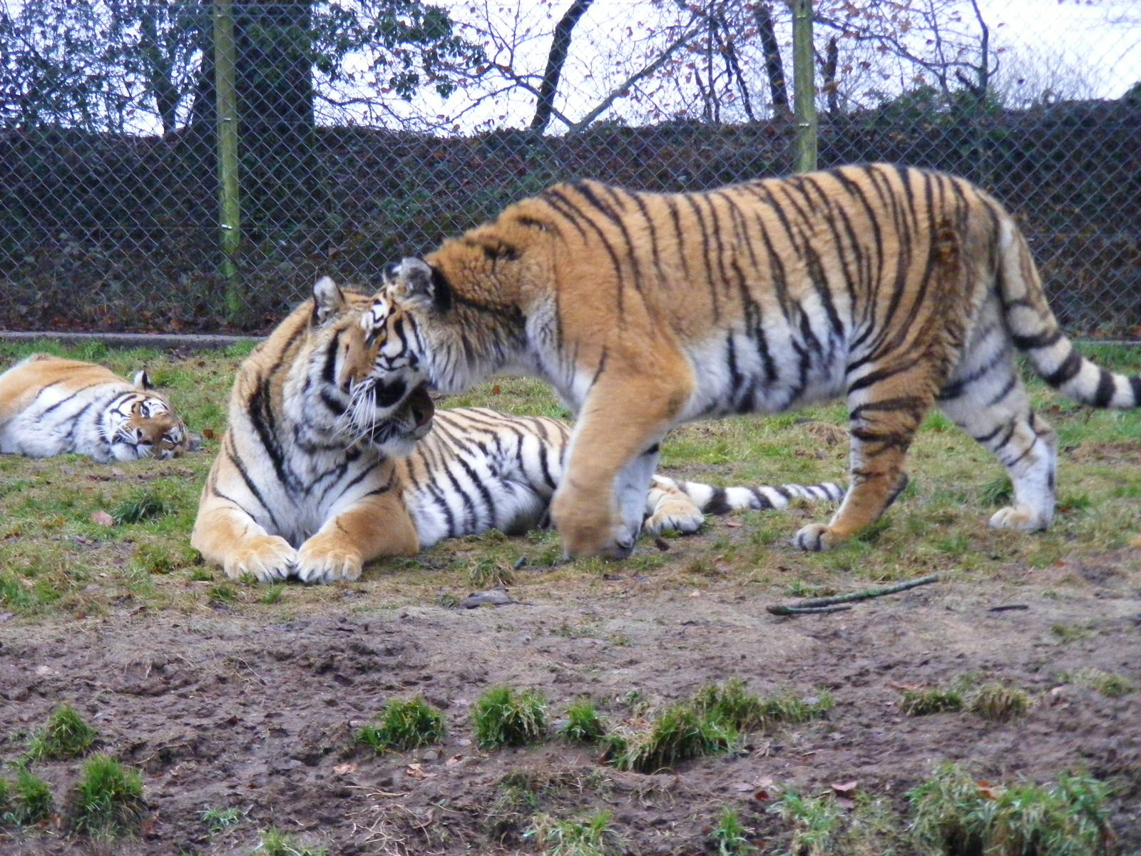 Blotch, Vlad and Stripe the Amur tigers at Dartmoor Zoo, 30 December 2010
