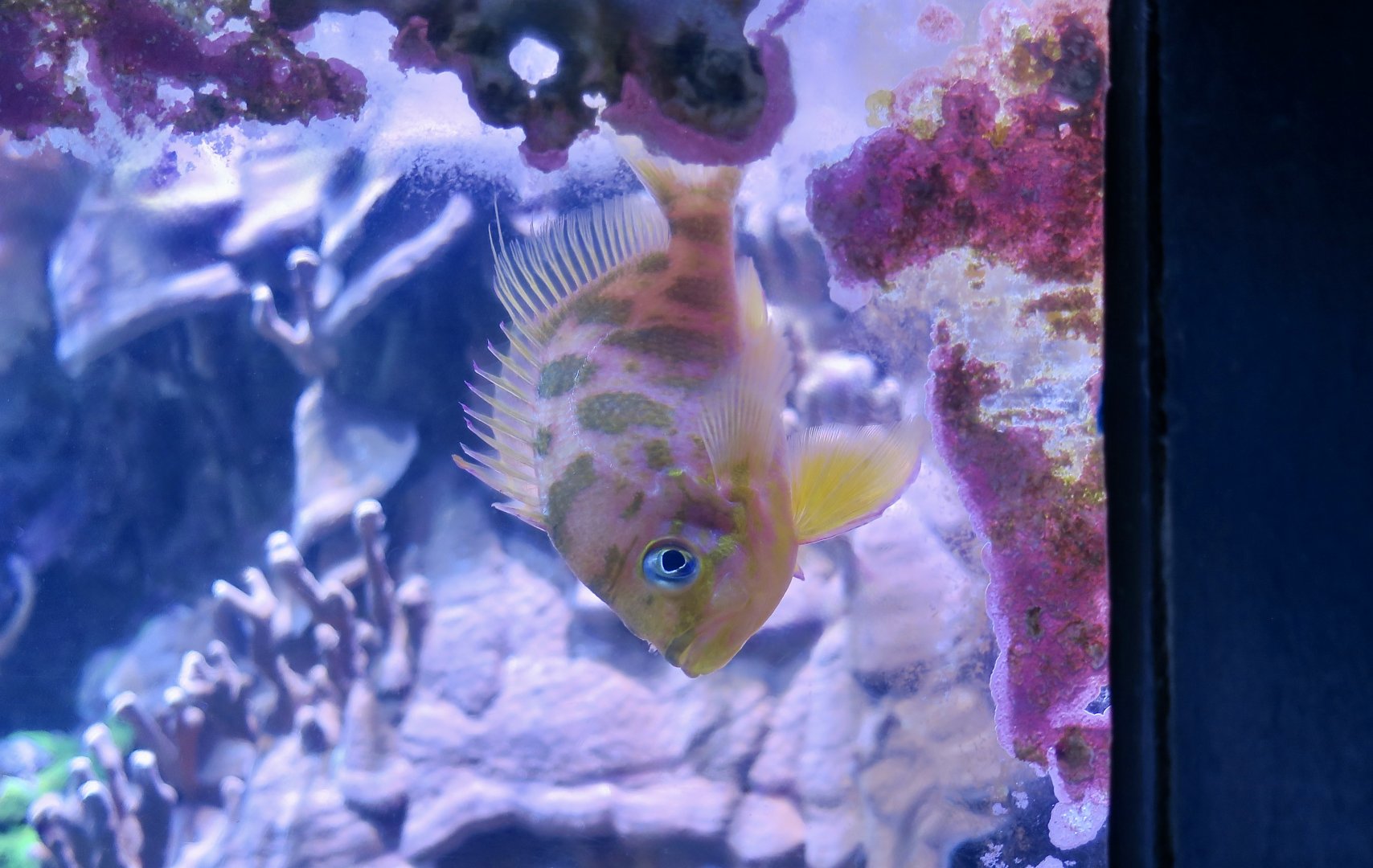 Blotched Anthias (Odontanthias borbonius)