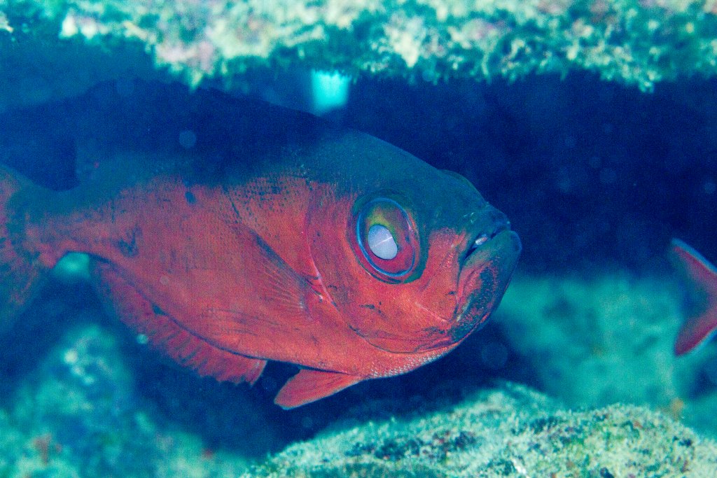 Blotched Bigeye