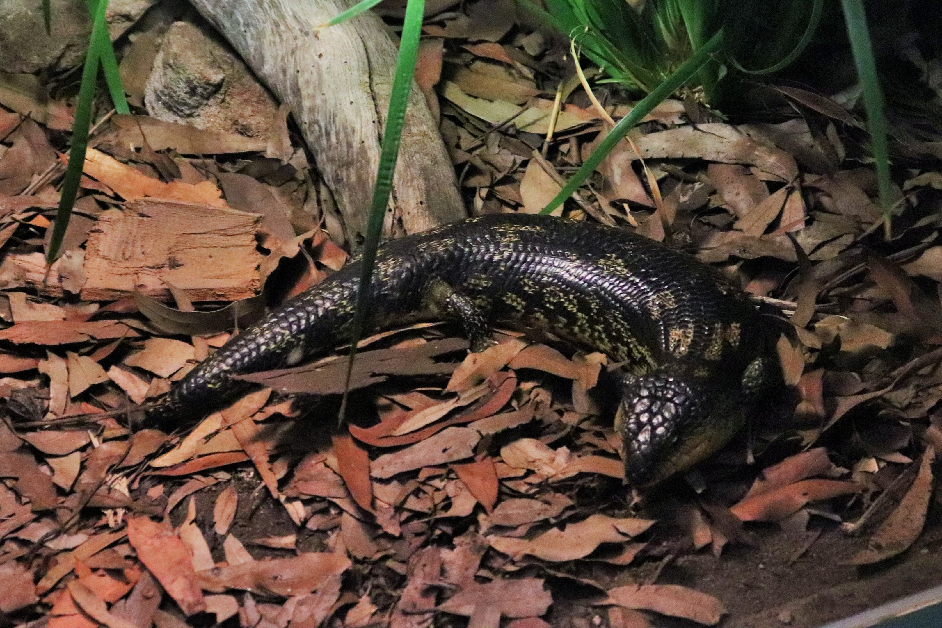 Blotched Blue-tongue Lizard (Tiliqua nigrolutea)