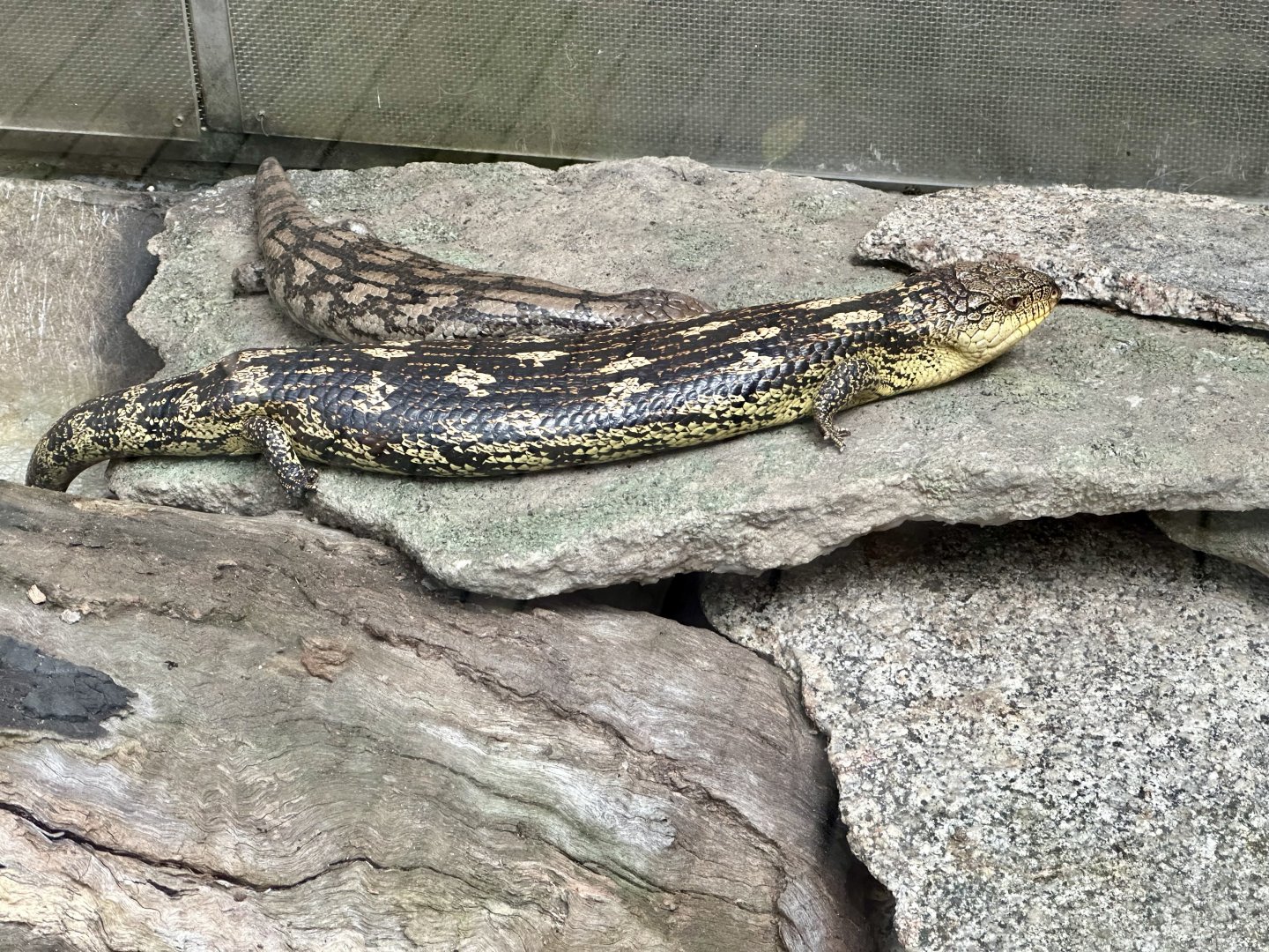 Blotched blue-tongue lizard (Tiliqua nigrolutea)