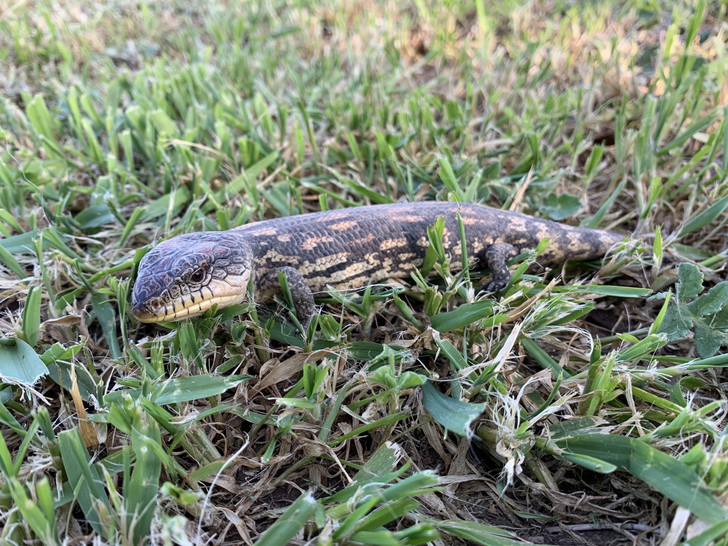 Blotched Blue-tongue Lizard