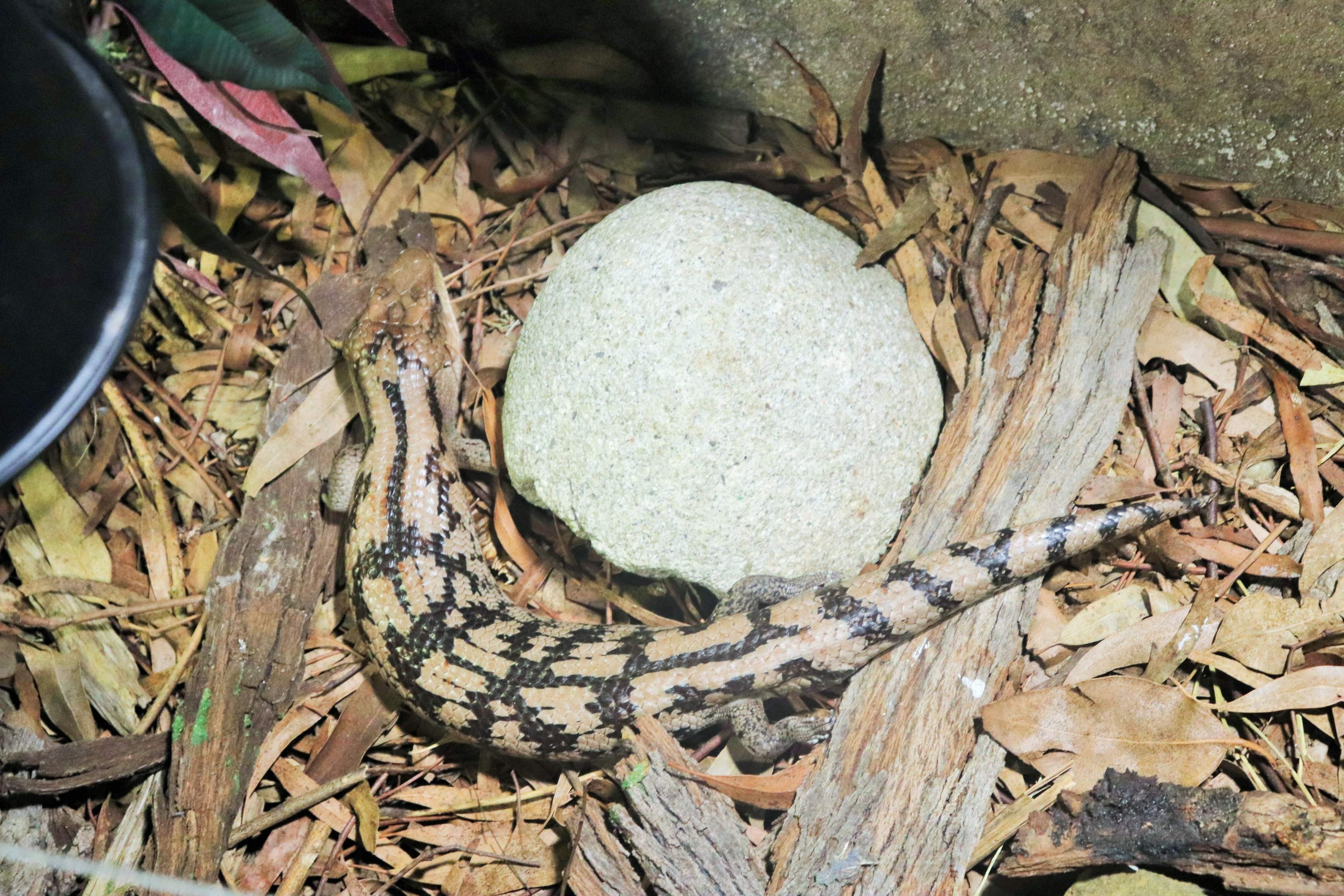 Blotched Blue-tongued Lizard (Tiliqua nigrolutea)