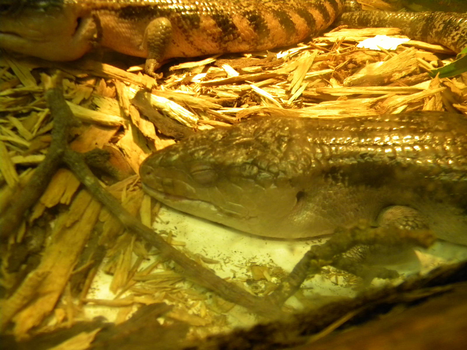 Blotched Blue Tongued Skink at Blackpool Zoo 10th April 2011