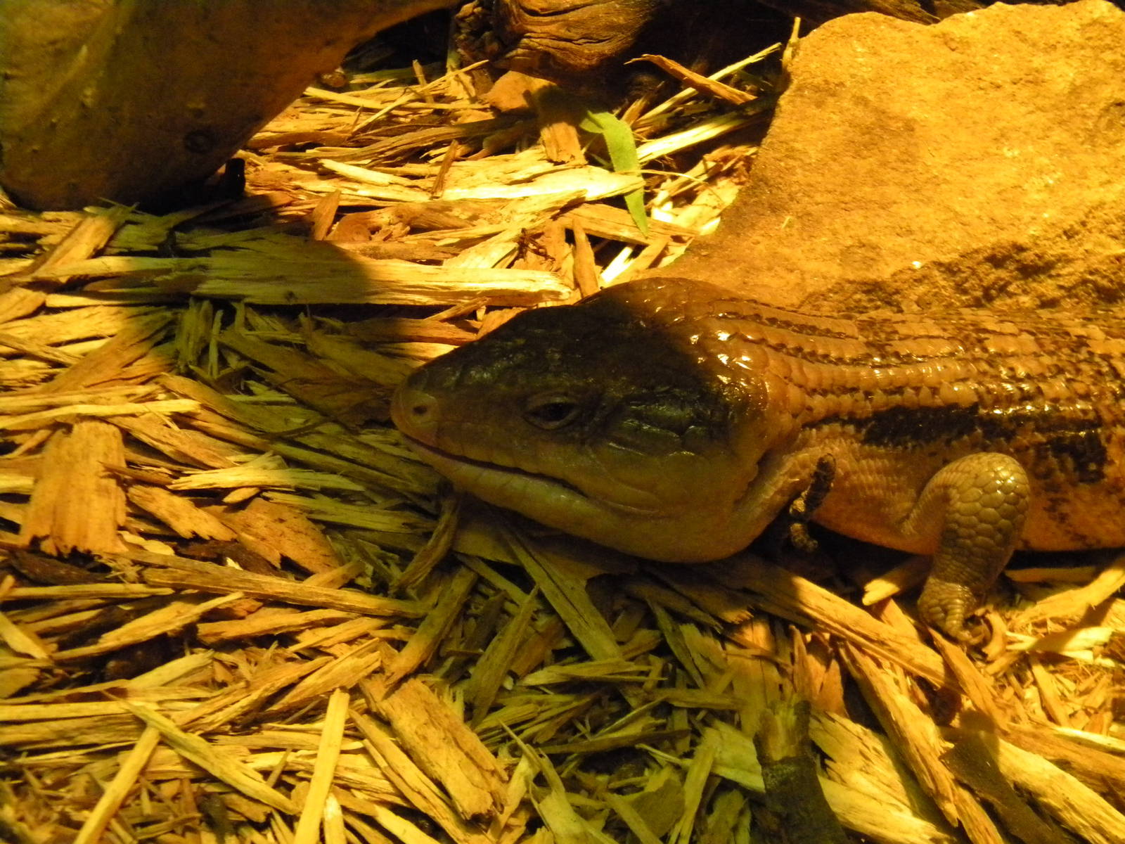 Blotched Blue Tongued Skink at Blackpool Zoo 10th April 2011