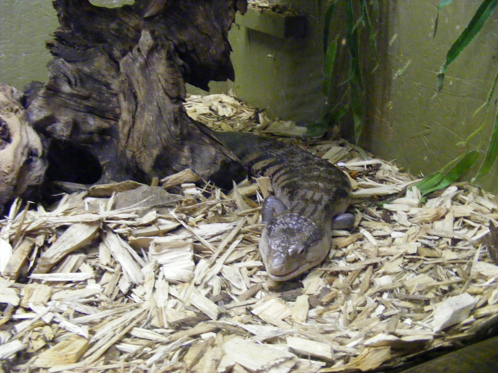 Blotched blue-tongued skink at Blackpool Zoo, 13 June 2011