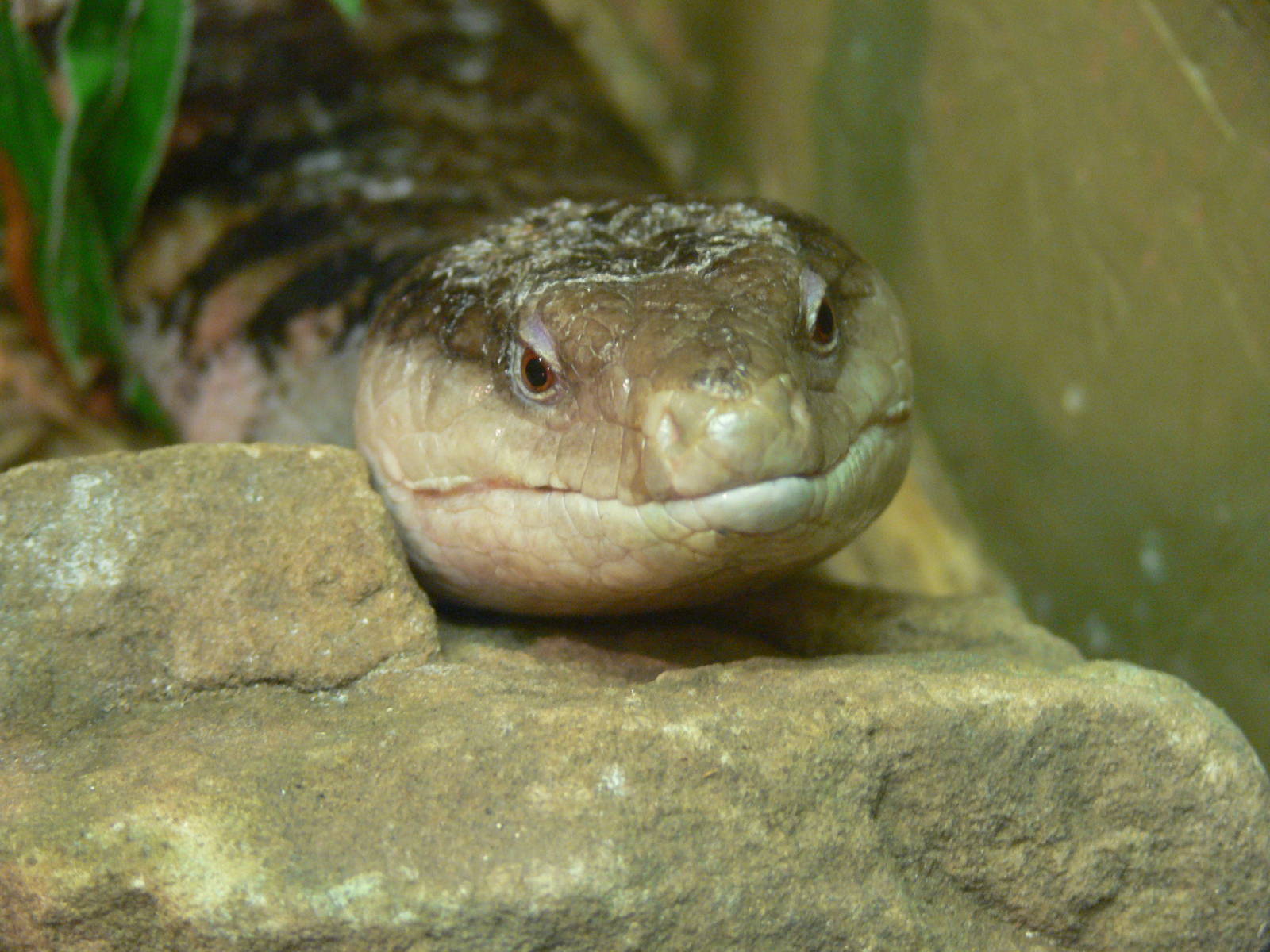 Blotched Blue Tongued Skink at Blackpool Zoo, 19/10/13